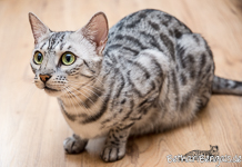 Bengal silber rosetted